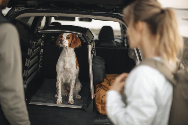 Travelling with your Canine Companion Travelling with your Canine Companion