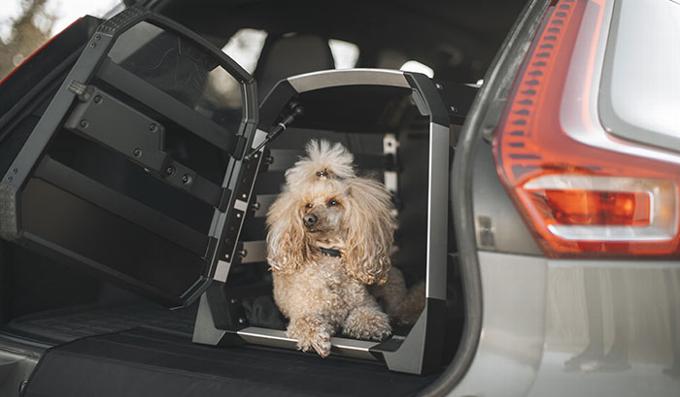 Dog in Crate in car boot